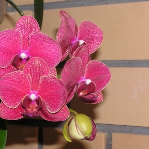 Phal. Taida Salu red