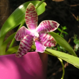 PHALAENOPSIS LUEDDEMANIANA