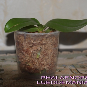 PHALAENOPSIS LUEDDEMANIANA