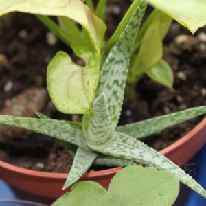 Aloe Snowflake