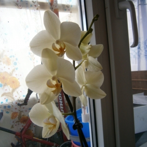 Фаленопсис