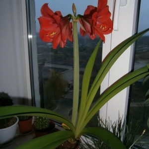 Гиппеаструм