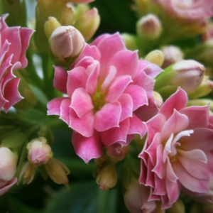 Каланхое розовый