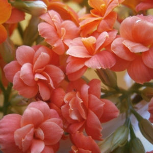 Каланхое оранжевый