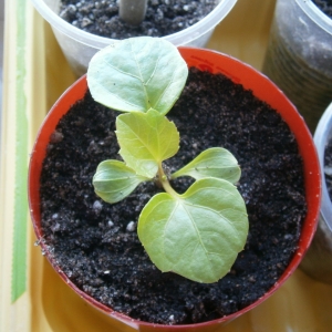 Сеянец Куссонии