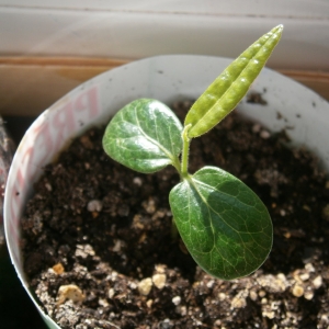 Сеянец Брахихитона