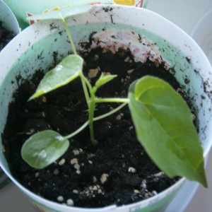 Сеянец пассифлоры изменчивой