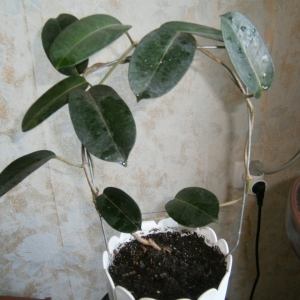 Стефанотис