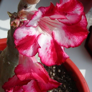 Adenium Obesum Large Moonligth