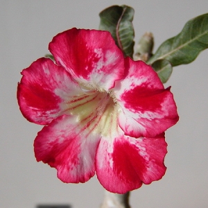 Adenium Obesum Large Moonligth