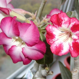 Adenium Obesum Siam Violet&Large Moonligth