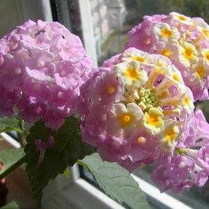 Lantana camara Fabiola