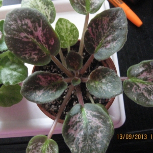 1. Фиалка Lillian Sparkler