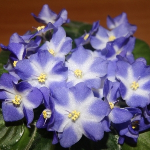 Мини-фиалка Shirl's Hawaiian Lei