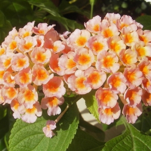 Lantana Lucky Peach