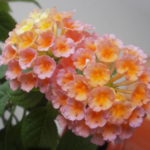 Lantana Lucky Peach