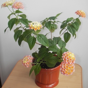 Lantana Lucky Peach