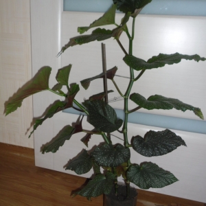 коралловая бегония 2