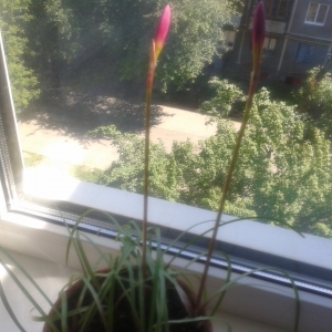 Зефирантес крупноцветковый