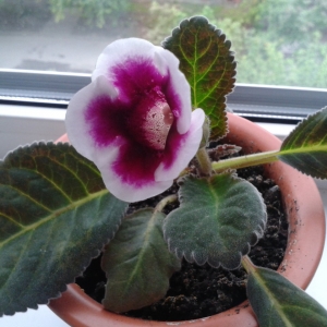 Синнингия (Глоксиния)