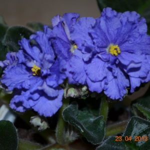 DSC_0023.JPG