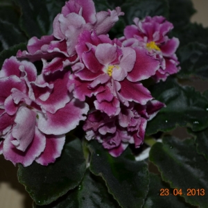 DSC_0035.JPG
