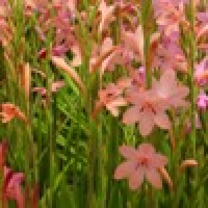 watsonia orange