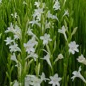 watsonia white