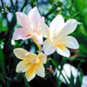 Freesia leichtlinii