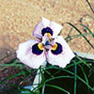 Moraea aristata