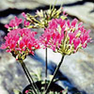 Pelargonium incrassatum