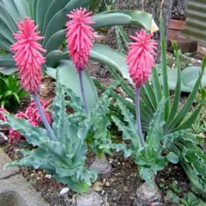 Veltheimia capensis