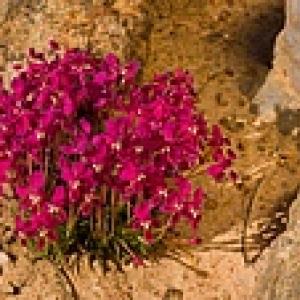 Lapeirousia silenoides(red/pink