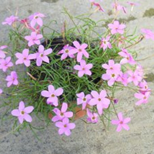 fragrant oxalis