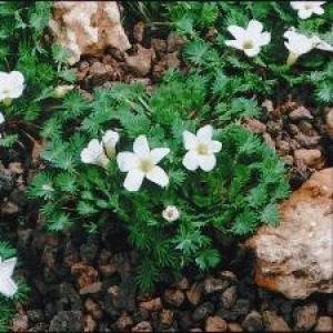 Oxalis palmifrons