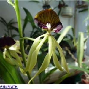 Энциклия кохлеата (Encyclia cochleatum)