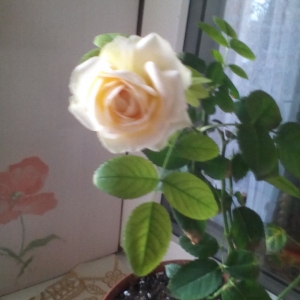 роза