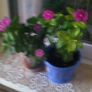 Мои цветы