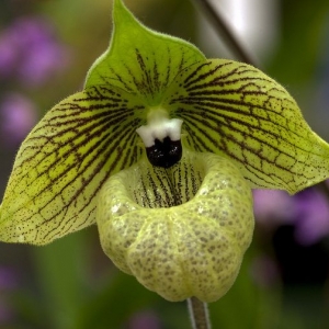 Paphiopedilum malipoense