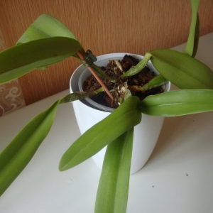 CATTLEYA SONJA ALTENBURG X CATTLEYA ENRID