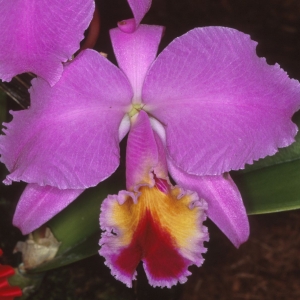 Cattleya labiata