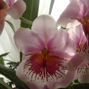 Miltonia розовая