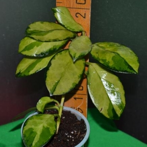 Hoya australis "Lisa" Variegated