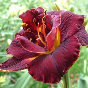 Night embers