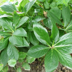 Куст морозника