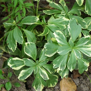 Пахизандра