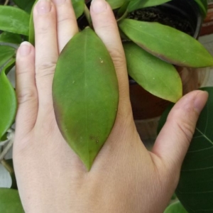 Hoya mindorensis