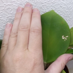 Hoya pachyclada