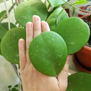 Hoya obovata
