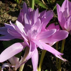 Колхикум Ватерлили